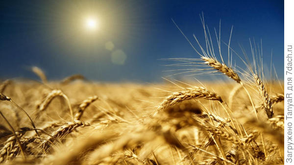 Чистого неба и лучшего урожая!