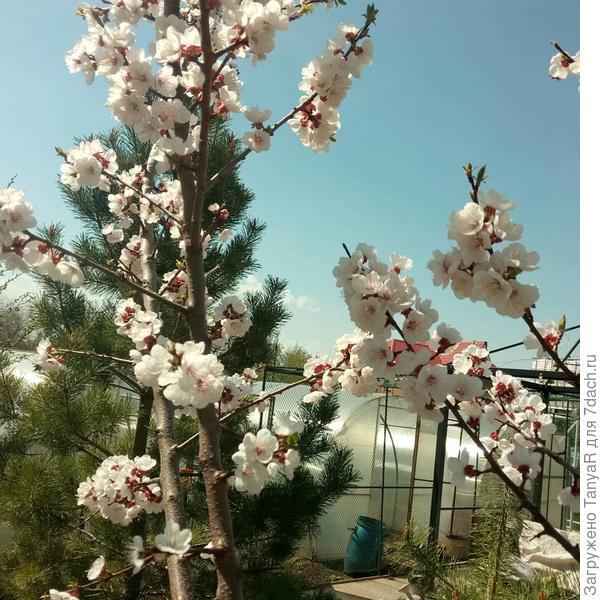 Абрикос цветет