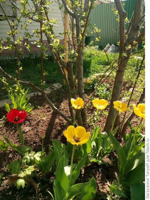 А это у меня под сливой