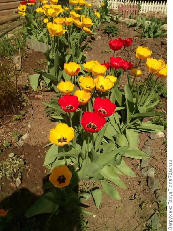 У свекрови в палисаднике, мы хоть и вместе живем, но палисадник ее територия)))