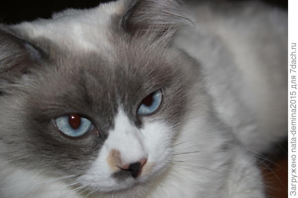 Мелисса - "хозяйка" нашего дома