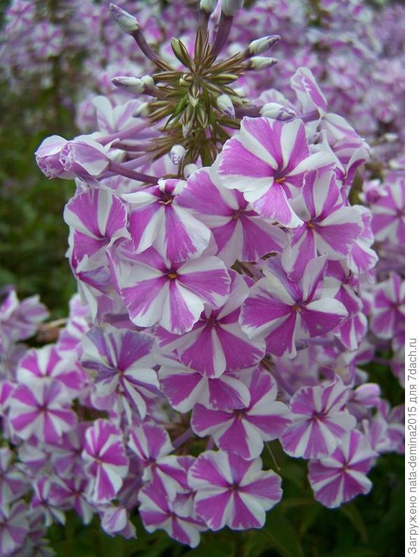 флокс Наташа