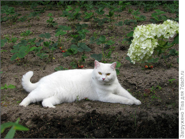 Машка охраняет клубнику