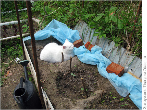 Машка охраняет всходы огурцов..