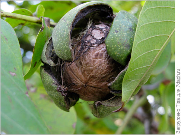 Орешек ровный, круглый