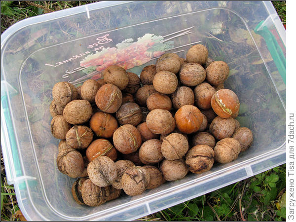 вот какие красавчики