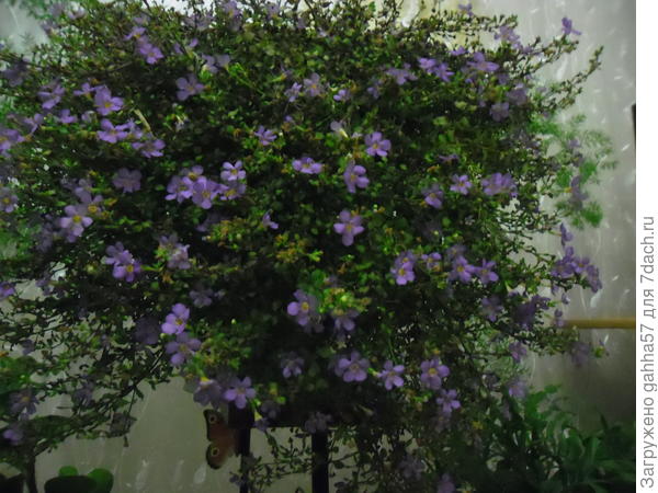 Бакопа дома цветет до конца ноября