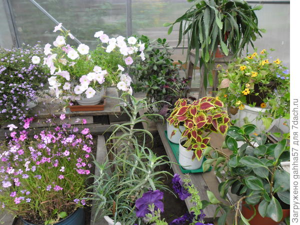 В сентябре заношу все кашпо в теплицу