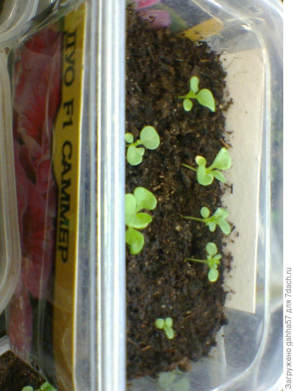 Семена от Биотехники.  Петуния многоцветковая СОФИСТИКАF1  Лайм Биколор, семян 6штук, посадка 27февраля, всходы-6марта, всего получилось  7штук, но одна Растишка  очень отстает в развитии