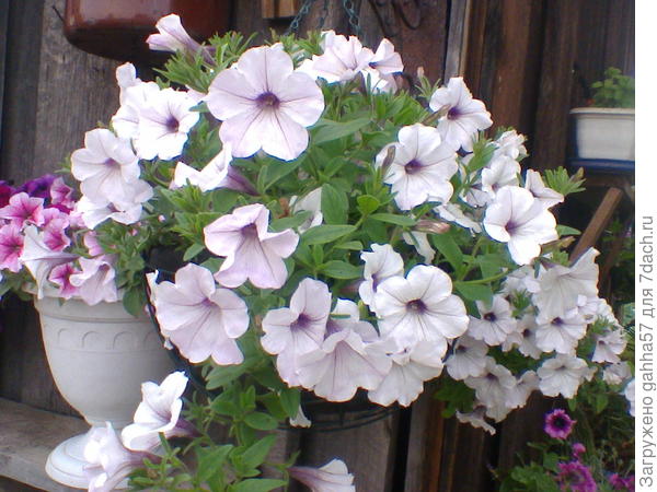 Каскадная петуния ТайфунF1Сильвер, фирма Биотехника