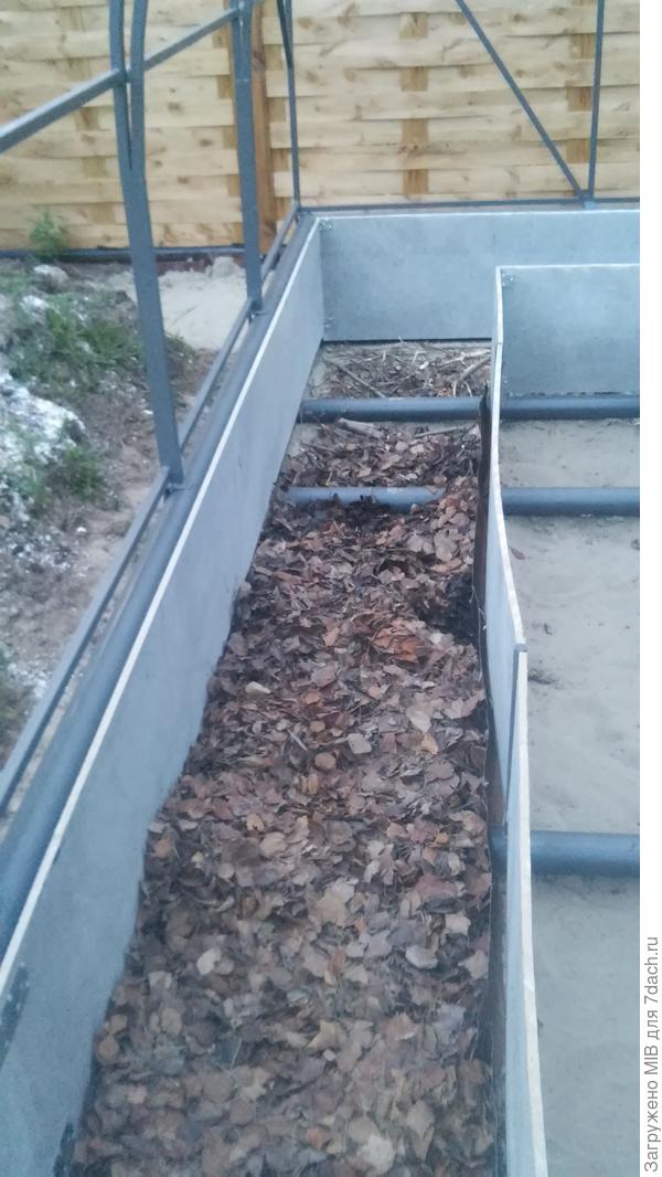 листья(с прошлого года)