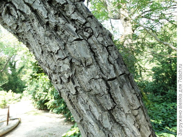 кора .