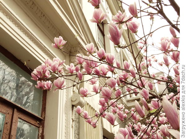 маголия суланжа