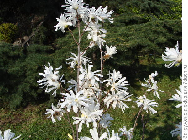 магнолия звездчатая