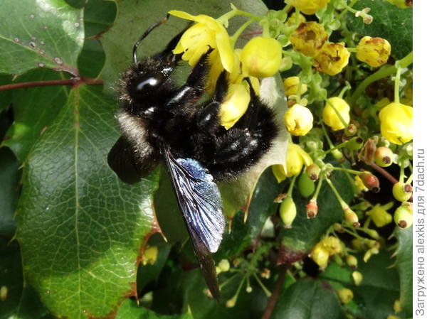 древесная пчела