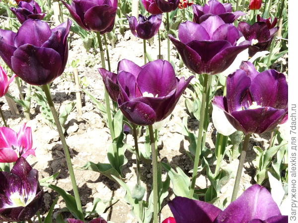 тюльпаны .