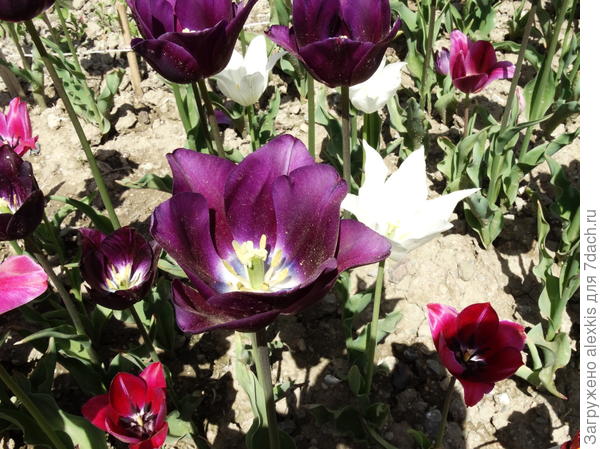 тюльпан .