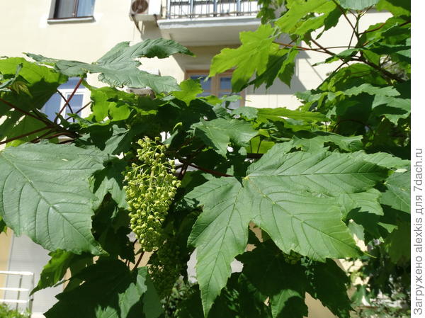 Vetka