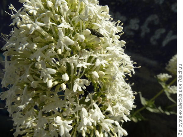 крупный план