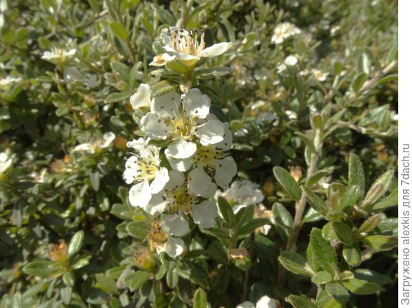 листья с цветами