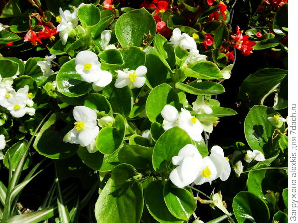 бегония вечноцветущяя