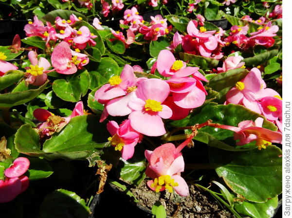 бегония вечноцветущяя