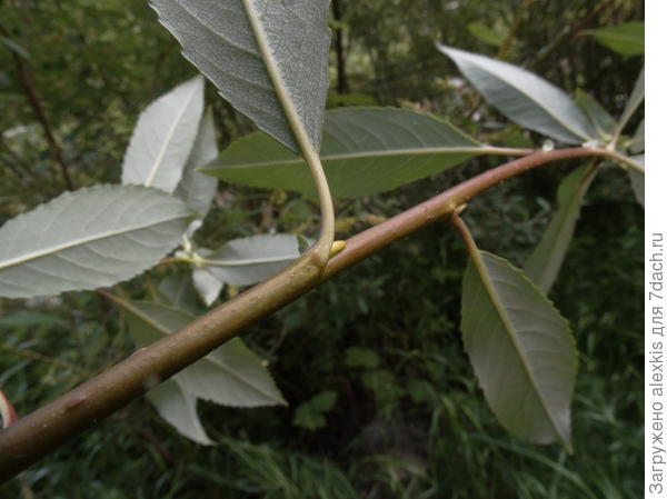 ветка с листьями