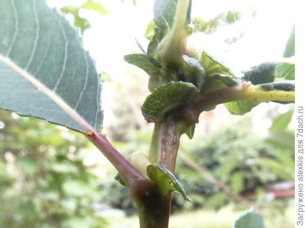 прилистники