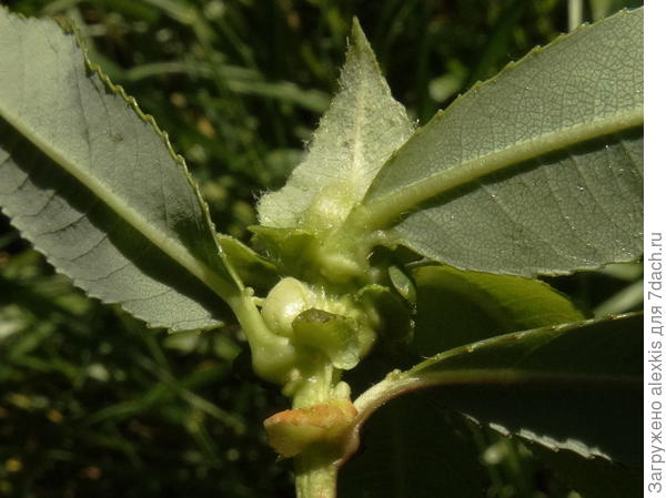 прилистники