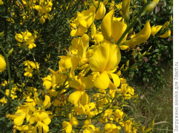 ветка с цветами