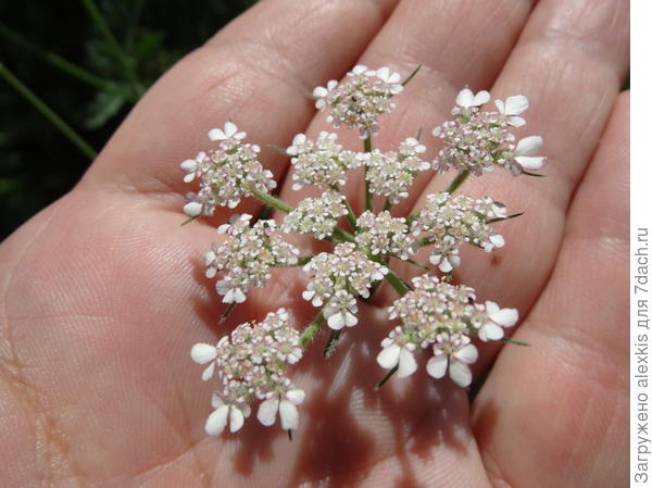 соцветие на ладони