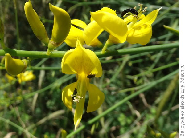 цветки метельника