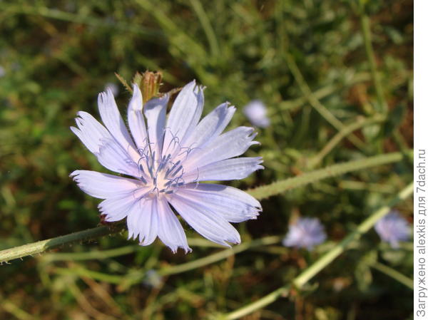 цикорий