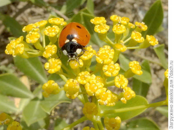 не тлей единой