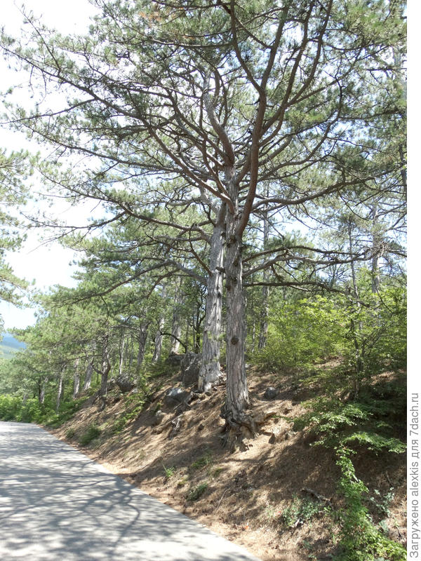 вдоль дороги