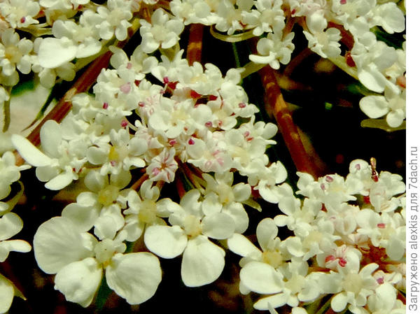 соцветие крупно