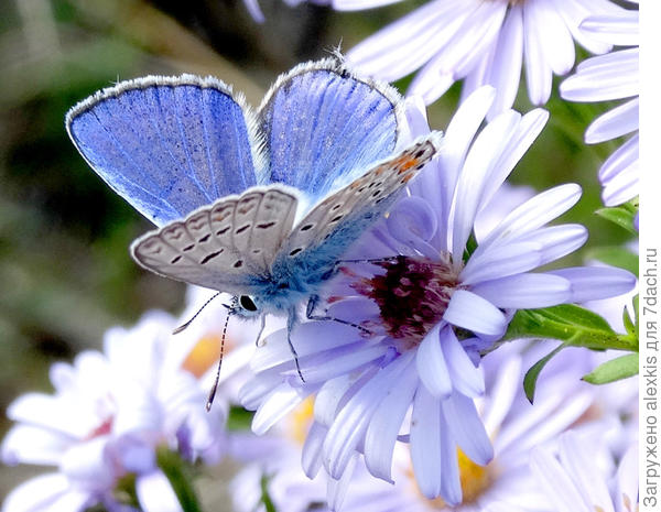 Голубянка Икар