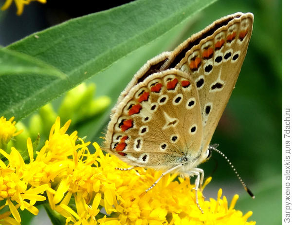 Голубянка бурая