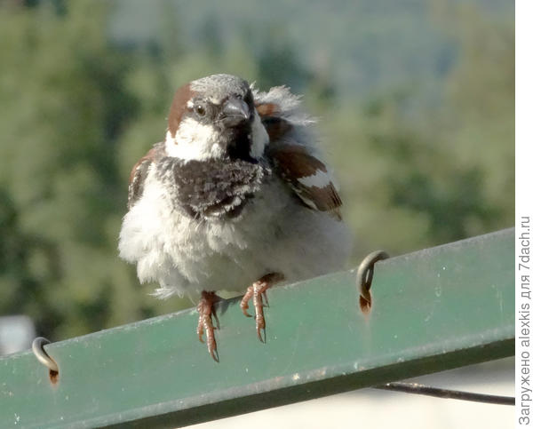 А папа лишь наблюдает.