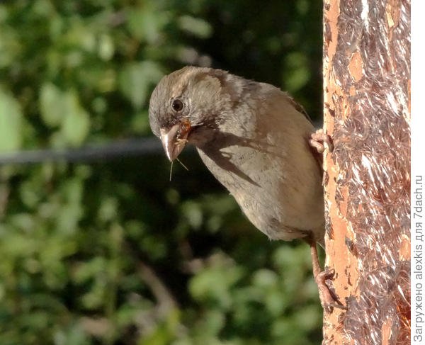 Воробьиха принесла уховёртку.