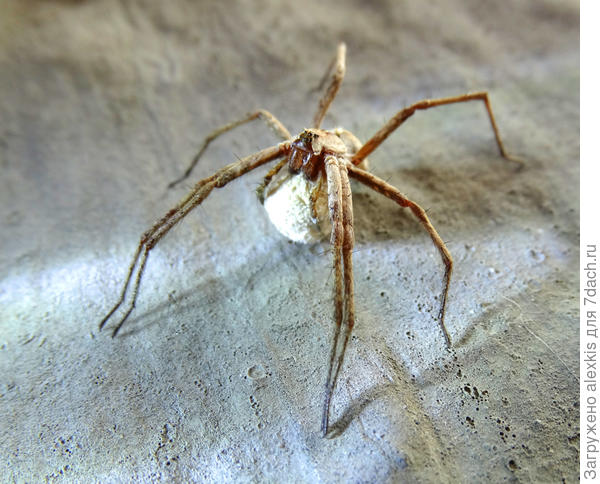 в коконе яйца