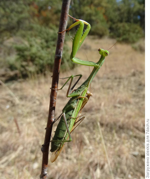 неравный брак