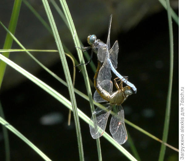 стрекоза решетчатая (брачное колесо)