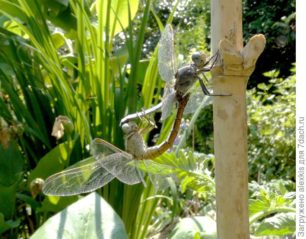 стрекоза большая голубая