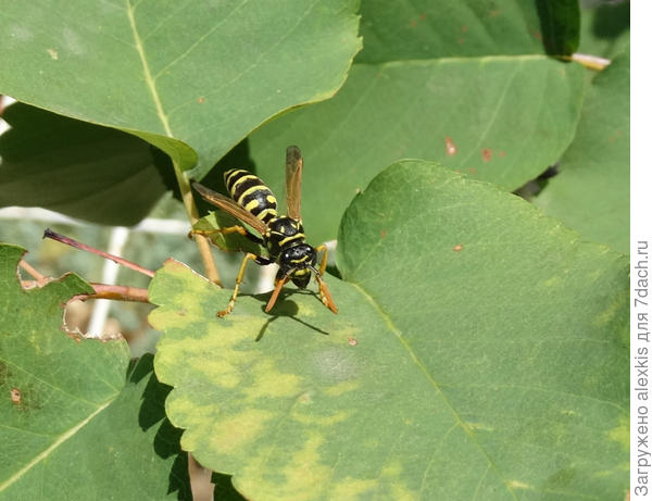 полиста на охоте