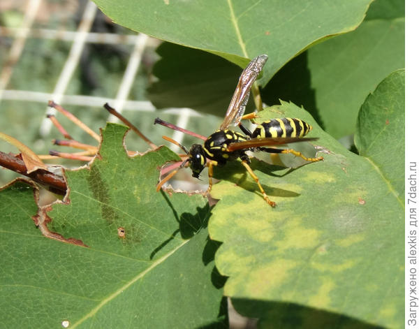 охота на вредителей
