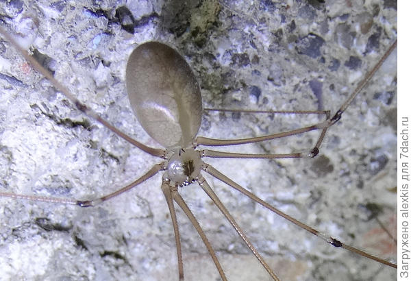 самка крупно с верху