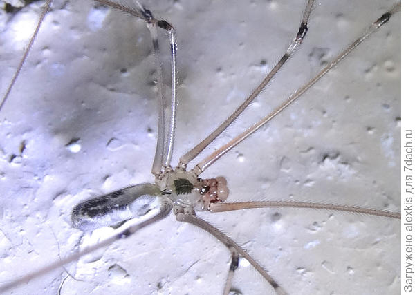 крупно самец