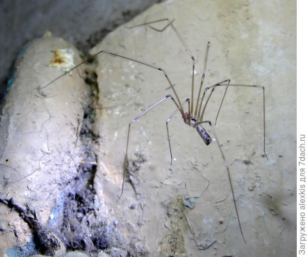 фолькус фаланговидный самец