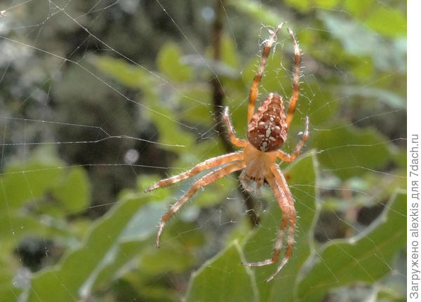 крестовик обыкновенный